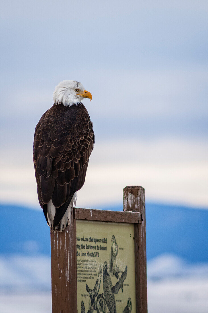 Weißkopfseeadler auf einem Hinweisschild an der Autotourroute im Lower Klamath National Wildlife Refuge an der Grenze zwischen Oregon und Kalifornien.