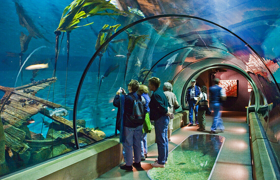 Ausstellung "Passages of the Deep" im Oregon Coast Aquarium, Newport, an der Küste von Oregon.