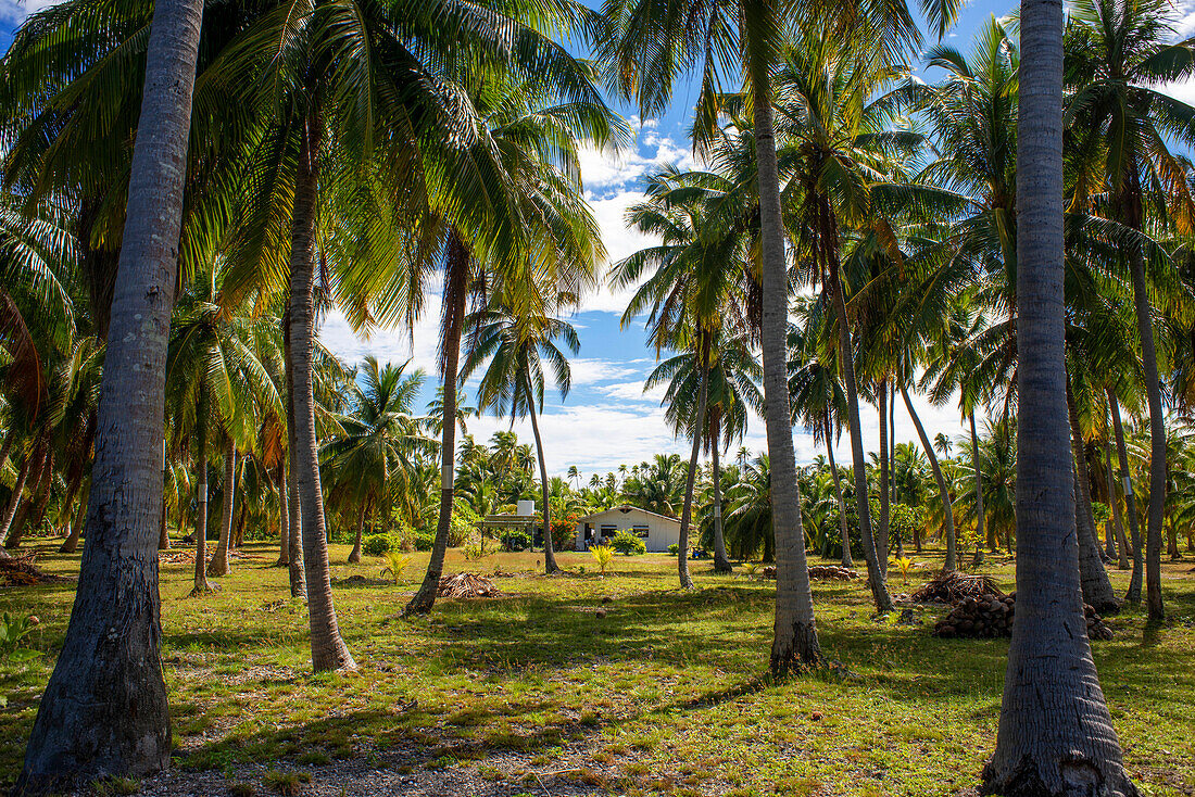 Tropische Palmen in Fakarava, Tuamotus-Archipel, Französisch-Polynesien, Tuamotu-Inseln, Südpazifik.