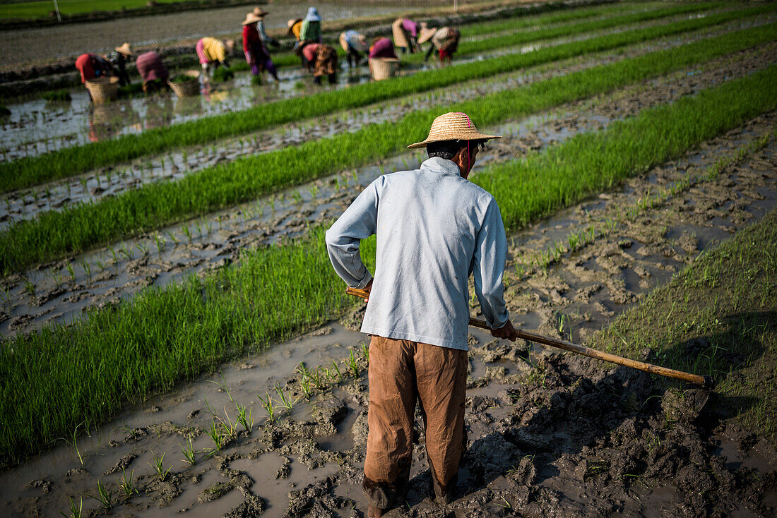 Farmers in rice paddy fields, Inle Lake, Shan State, Myanmar (Burma)