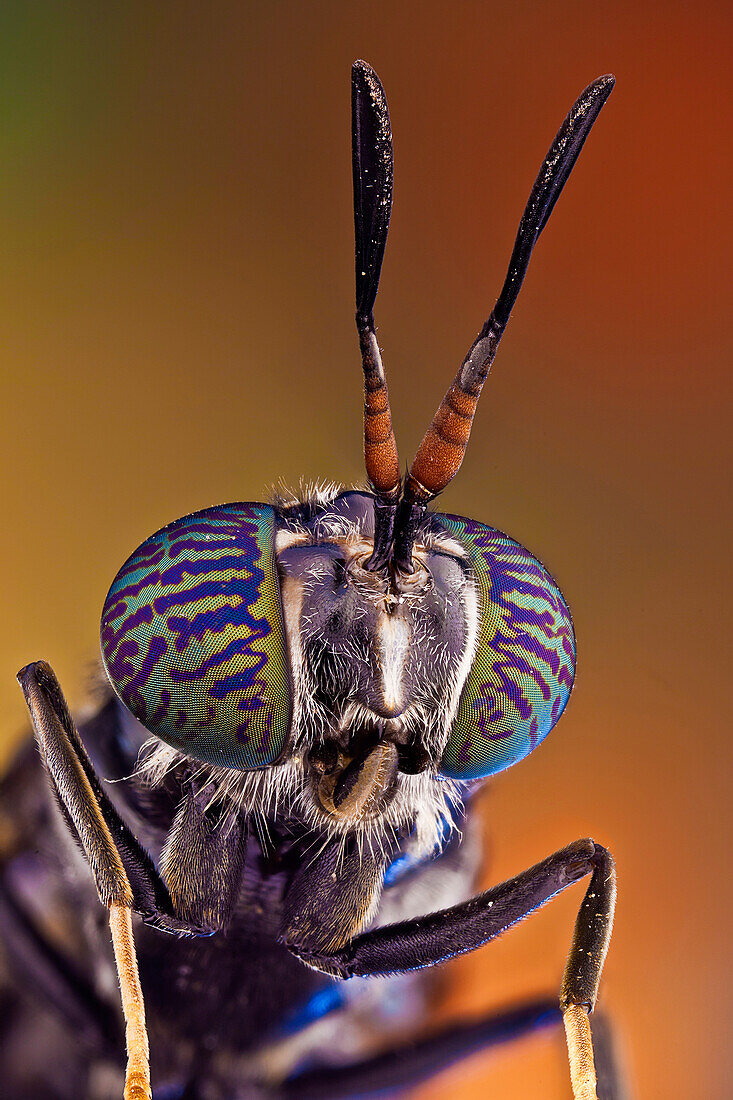 A common and widespread fly of the family Stratiomyidae, and quite possibly the best-known species in the entire infraorder. The larvae are used in manure management, for both house fly control and reduction in manure volume, and the mature larvae and prepupae raised in manure management operations are themselves useful as feed supplements