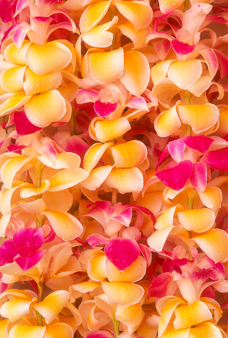 Plumeria and orchid leis at Honolulu Airport lei stand, Oahu, Hawaii.