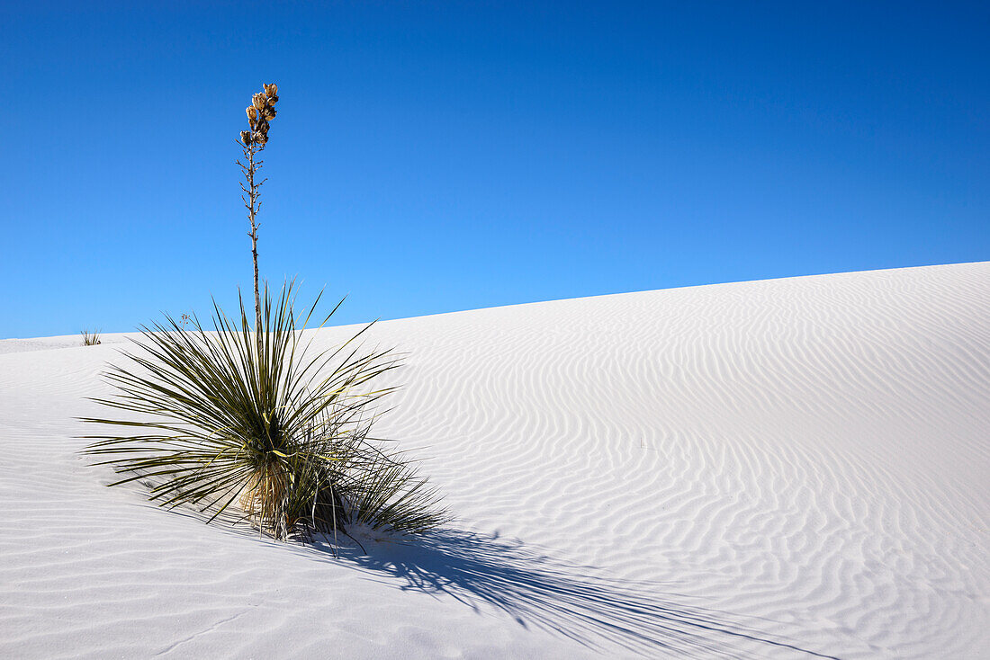 Yucca auf einer Sanddüne, White Sands National Park, New Mexico.