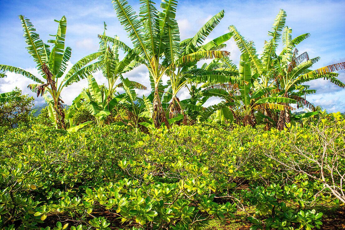 Palm trees at Route de ceinture, Tahiti Nui, Society Islands, French Polynesia, South Pacific.