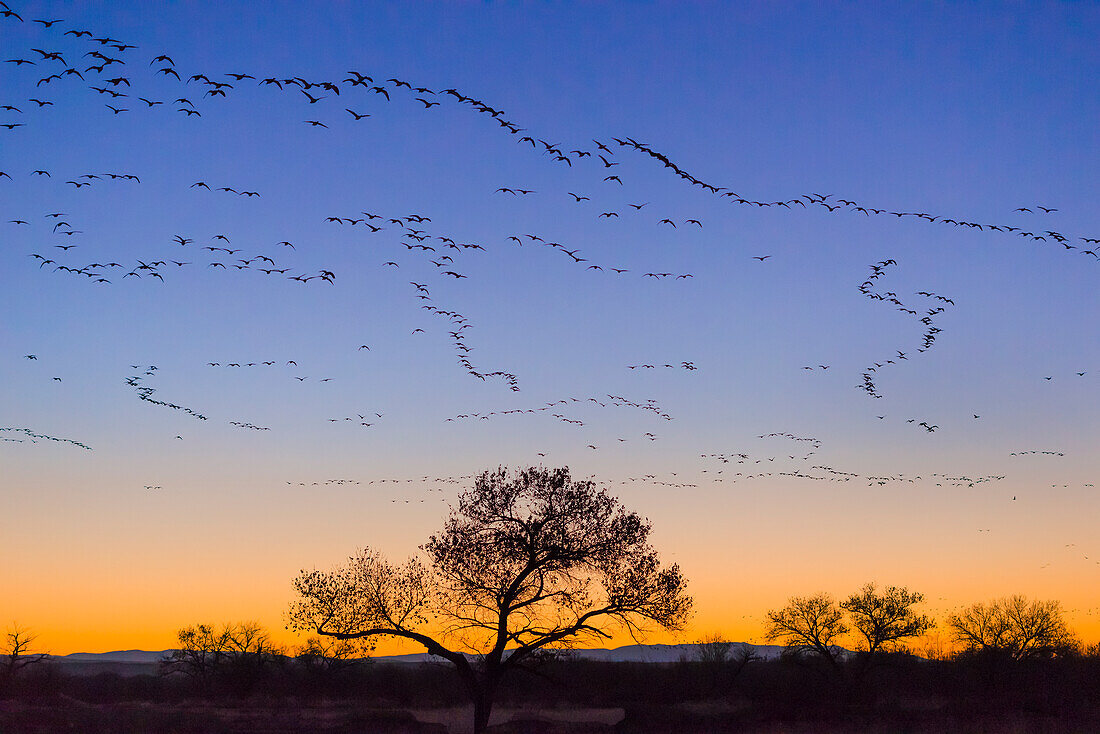 Schneegänse im Flug bei Sonnenaufgang; Bosque del Apache National Wildlife Refuge, New Mexico.