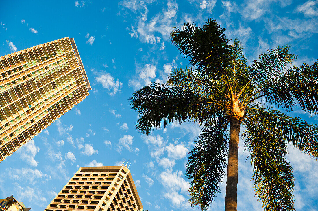 Palme, Bürogebäude und blauer Himmel in Brisbane, Queensland, Australien. Dieses Foto einer Palme, von Bürogebäuden und einem strahlend blauen Himmel fasst Brisbane ziemlich genau zusammen. Es muss die entspannteste Stadt sein, in der ich je war!