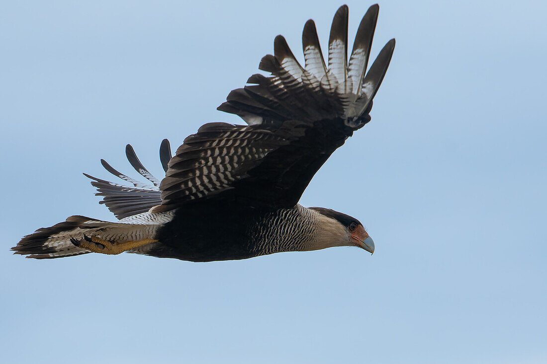 A Crested Caracara, Caracara plancus, in flight in the San Luis Province, Argentina.