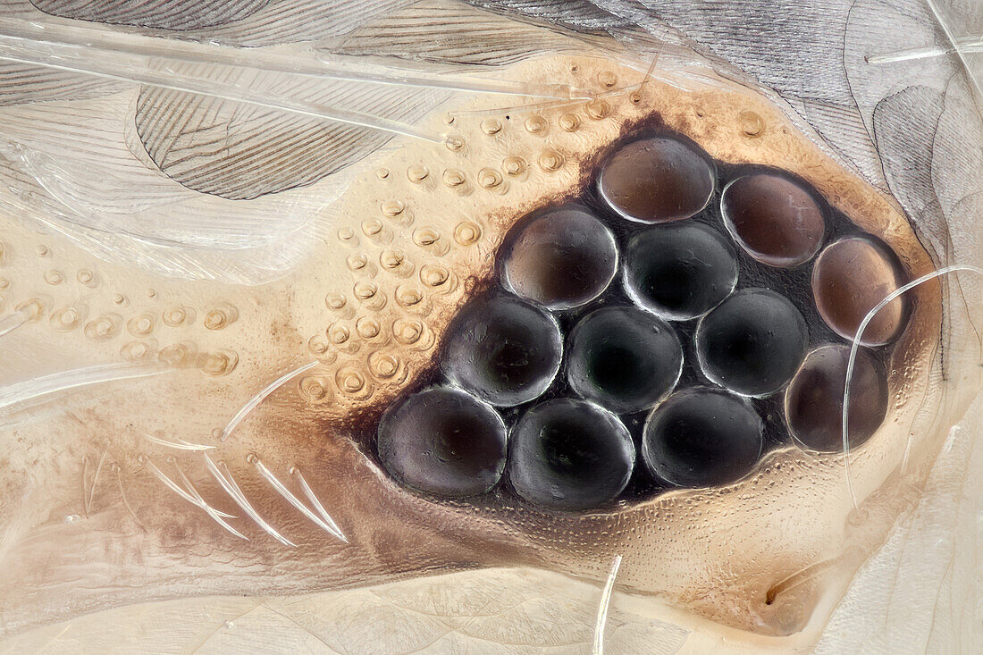 Sehr stark vergrößerte Aufnahme eines Silberfischauges; mit einer speziellen Technik wurde die gesamte Oberflächenstruktur des Auges freigelegt, um ein REM-ähnliches Bild zu erhalten, allerdings mit Farbe.