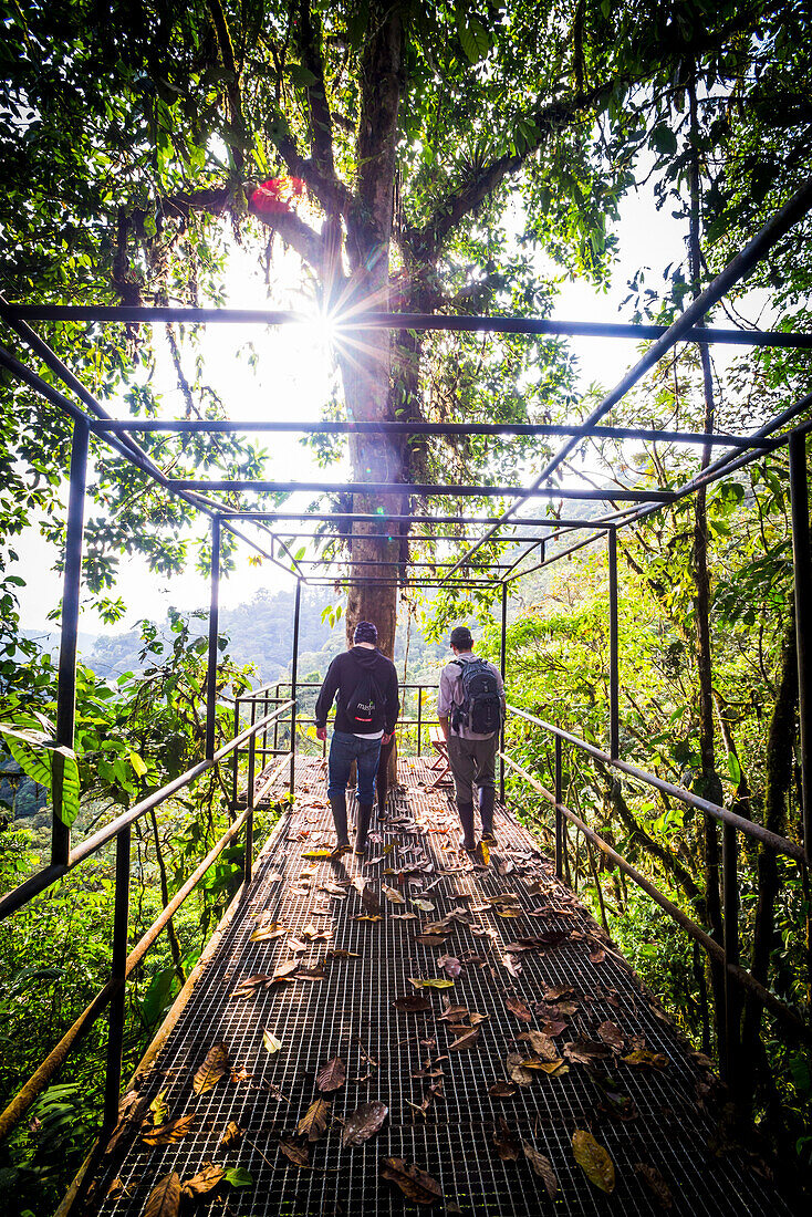 Jungle walkways at Mashpi Cloud Forest in the Choco Rainforest, Ecuador, South America
