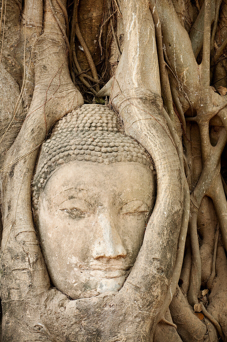 Stone Buddha head embedded in bodhi tree roots at Wat Mahathat Buddhist temple ruins, Ayutthaya, Thailand.