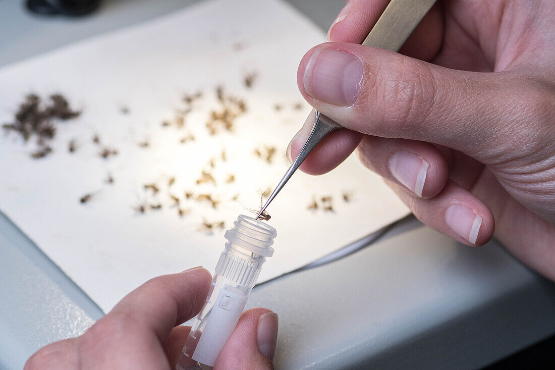 Scientist carefully places mosquito into test tube with a pair of tweezers