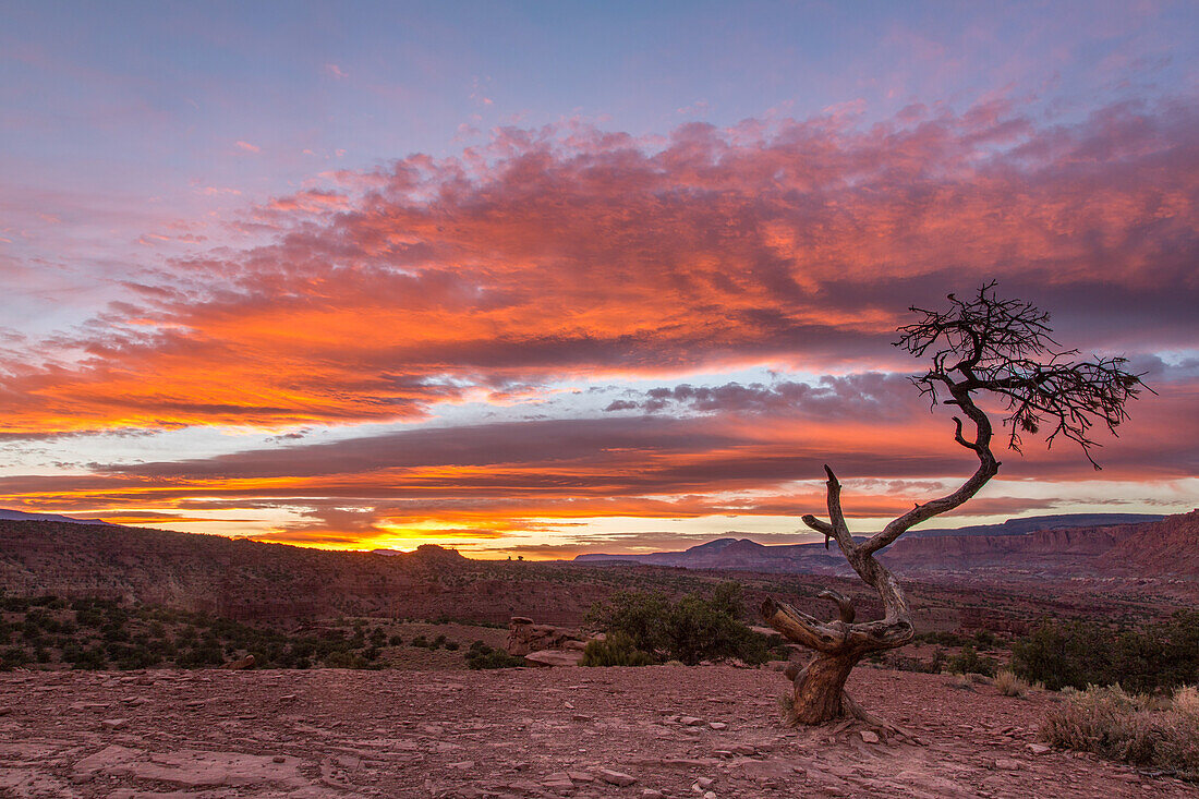 Colorful sunset skies with a small pinyon pine tree in front in Capitol Reef National Park in Utah.