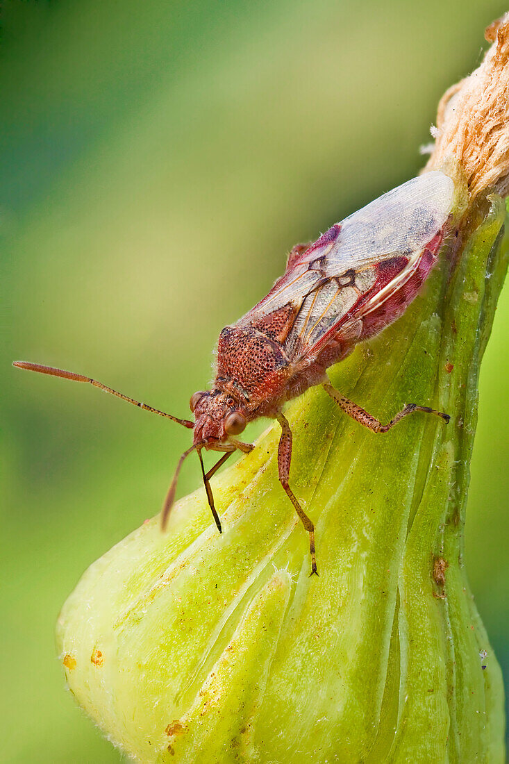 A slender true bug sitting on a flower; true bugs all share same kind of pierced, sucking mouth parts