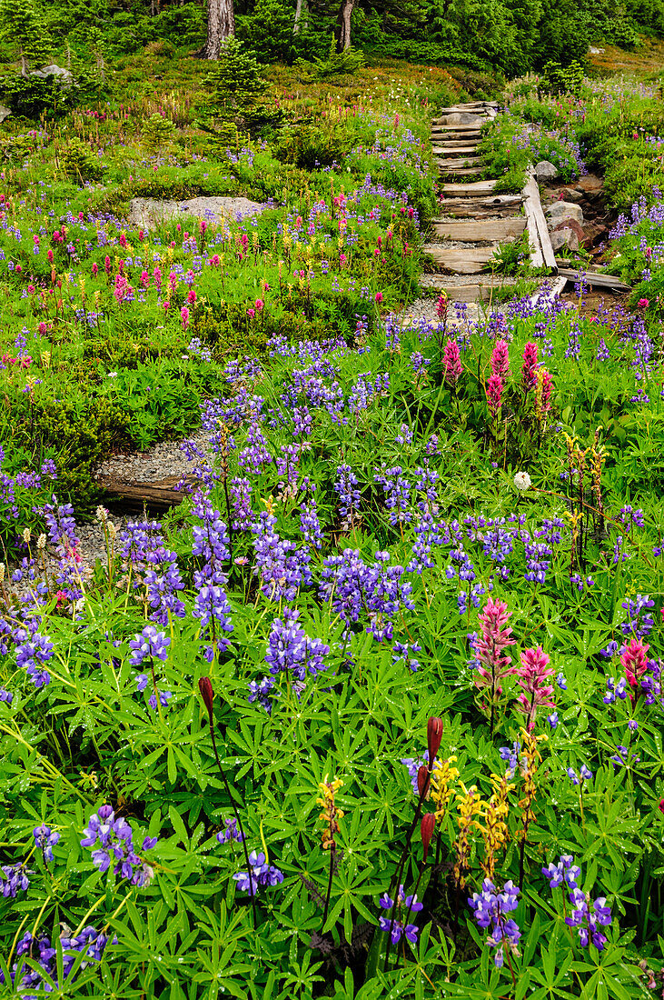 Wildflowers along Spray Park Trail, Mount Rainier National Park, Washington.