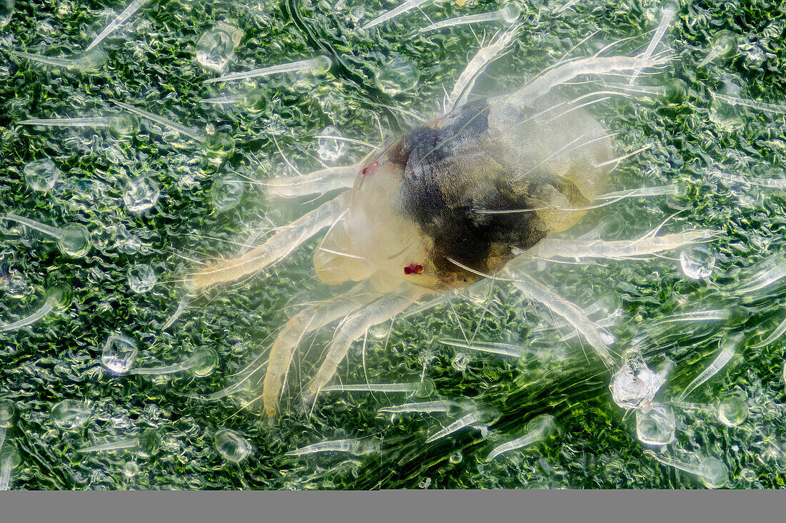 Eine Spinnmilbe auf einem Cannabis sativa Blatt. Spinnmilben gehören zur Familie der Acari (Milben) Tetranychidae, die etwa 1.200 Arten umfasst. Sie leben in der Regel auf der Unterseite von Pflanzenblättern, wo sie schützende Seidennetze spinnen können, und sie können Schäden verursachen, indem sie die Pflanzenzellen anstechen, um sich zu ernähren.1 Spinnmilben ernähren sich bekanntermaßen von mehreren hundert Pflanzenarten.