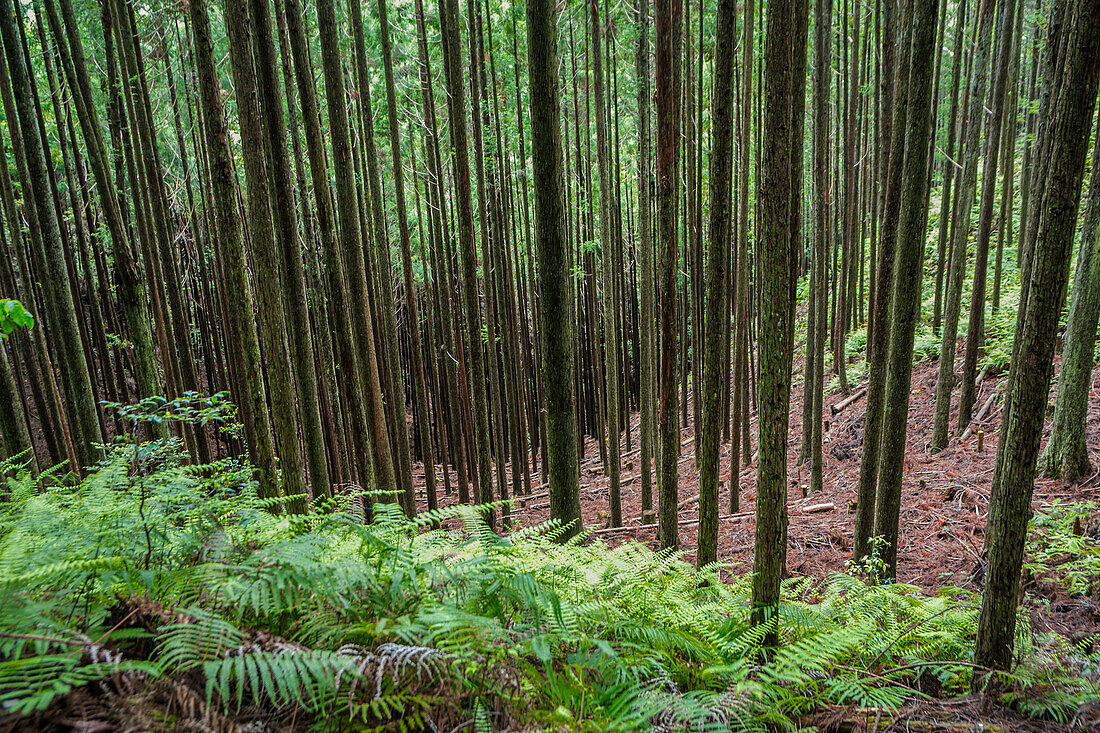 Kumano Kodo Pilgerweg. Weg zum großen Schrein, Kumano Hongu Taisha. Nakahechi. Präfektur Wakayama. UNESCO.Japan