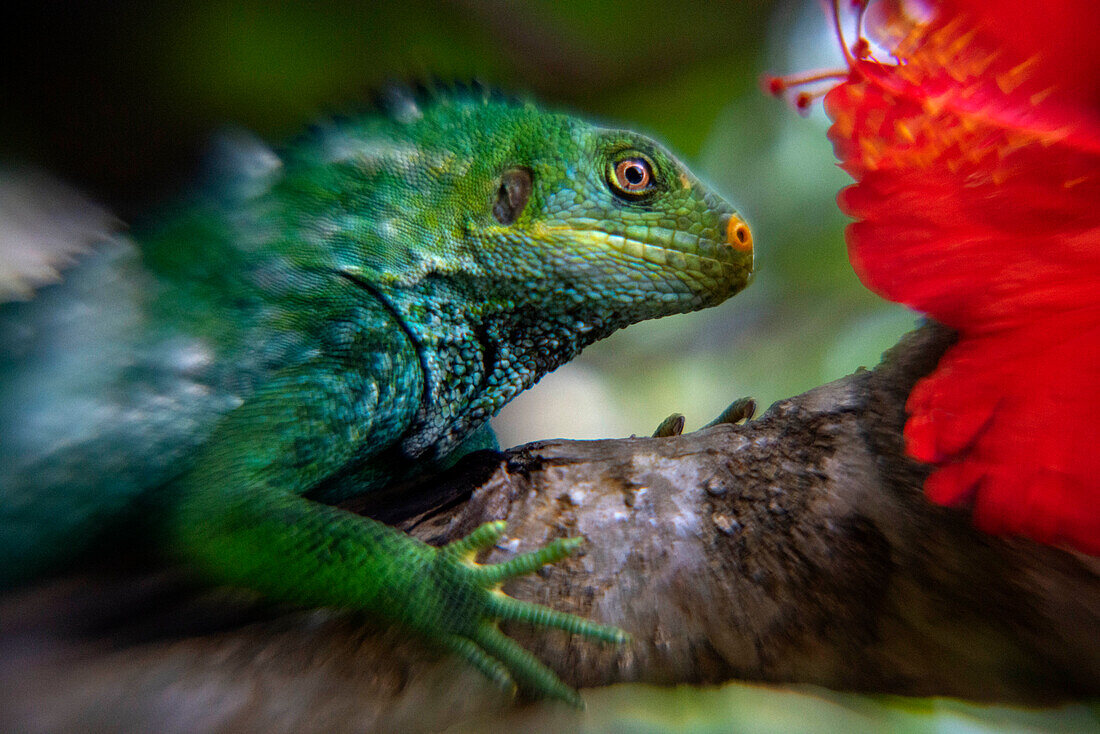 Gefährdeter Fidschi-Schopfleguan (Brachylophus vitiensis) Fidschi-Bindenleguan (Brachylophus fasciatus) auf Malolo Island Mamanucas Inselgruppe Fidschi