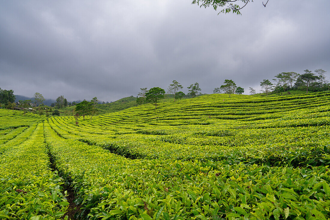 Blick auf die Teeplantage Sukadana, West-Java, Indonesien, Südostasien, Asien