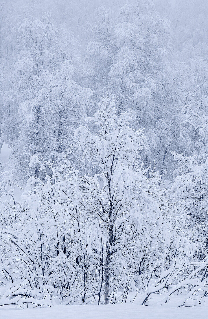 Schöne schneebedeckte Bäume im Winter, bei Sorli, Insel Senja, Provinz Troms og Finnmark, Norwegen, Skandinavien, Europa
