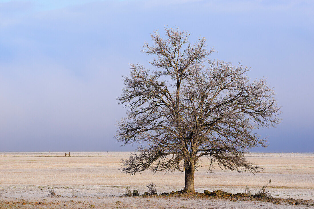 Eichenbaum im Winter; Cayton Valley, Nordkalifornien.