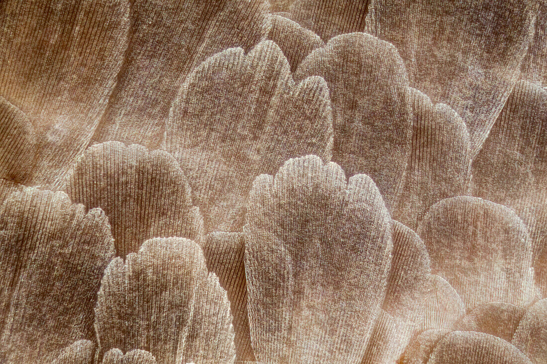 An 80:1 shot showing detail of a Lepisma sacharina scales