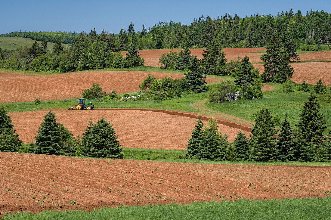 Kartoffelfelder, Kiefern und sanfte Hügel in der Nähe der Gemeinde Greenbay; Prince Edward Island, Kanada.