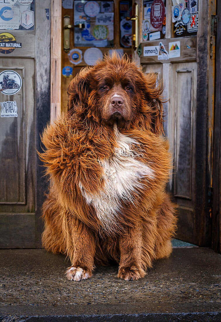 Patagonian mountain dog outside cafeteria near Torres del Paine National Park, Chile, South America