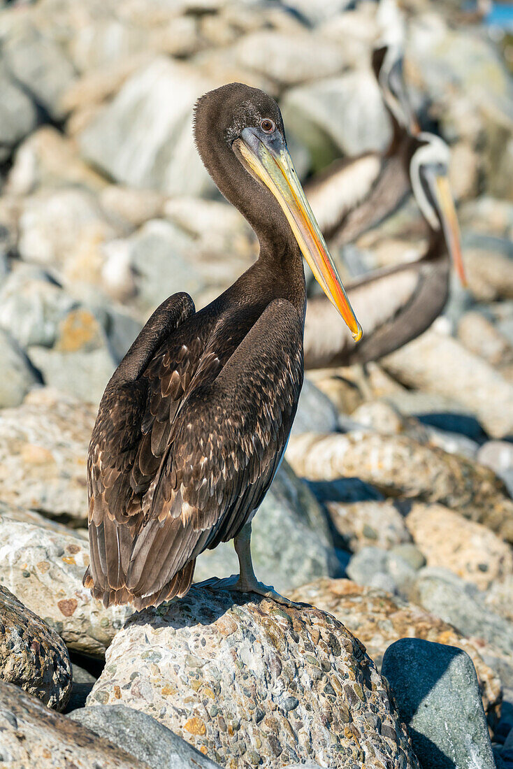 Pelican perching on rock at beach, Caleta Portales, Valparaiso, Valparaiso Province, Valparaiso Region, Chile, South America