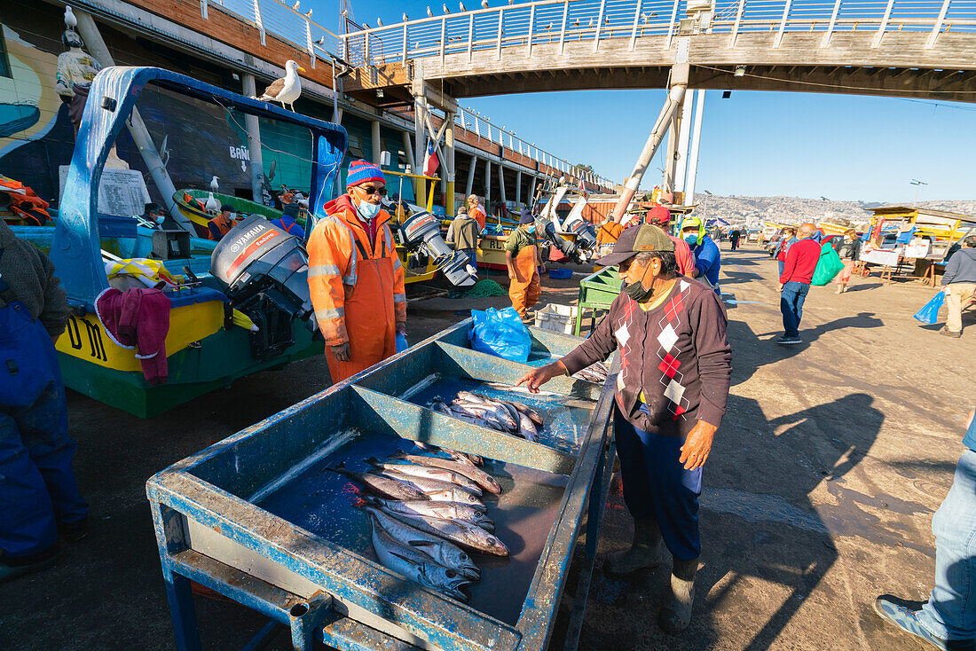 Menschen kaufen frischen Fisch auf dem Markt, Caleta Portales, Valparaiso, Provinz Valparaiso, Region Valparaiso, Chile, Südamerika