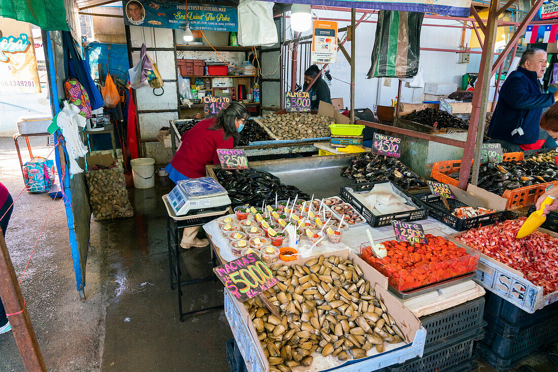 Frische Meeresfrüchte in der Auslage auf dem Markt, Caleta Portales, Valparaiso, Provinz Valparaiso, Region Valparaiso, Chile, Südamerika