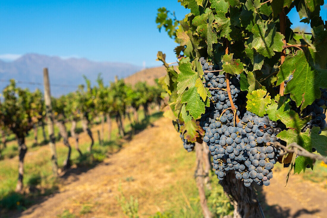 Detail von roten Trauben in der Weinkellerei Haras de Pirque, Pirque, Maipo-Tal, Provinz Cordillera, Metropolregion Santiago, Chile, Südamerika