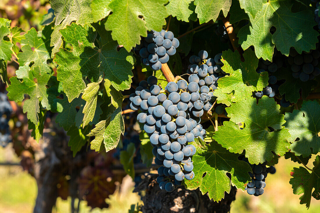 Detail of red grapes at Haras de Pirque winery, Pirque, Maipo Valley, Cordillera Province, Santiago Metropolitan Region, Chile, South America