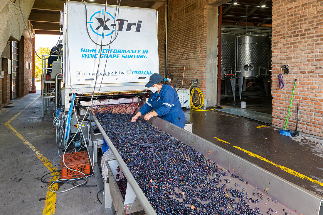 Arbeiter beim Sortieren und Verarbeiten von Trauben in der Weinkellerei El Principal, Pirque, Maipo-Tal, Provinz Cordillera, Metropolregion Santiago, Chile, Südamerika