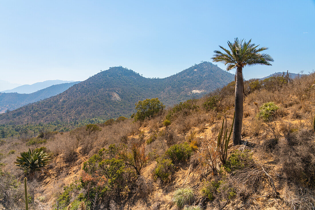 Chilenische Palme gegen Berge, Sektor Palmas de Ocoa, Nationalpark La Campana, Cordillera De La Costa, Provinz Quillota, Region Valparaiso, Chile, Südamerika