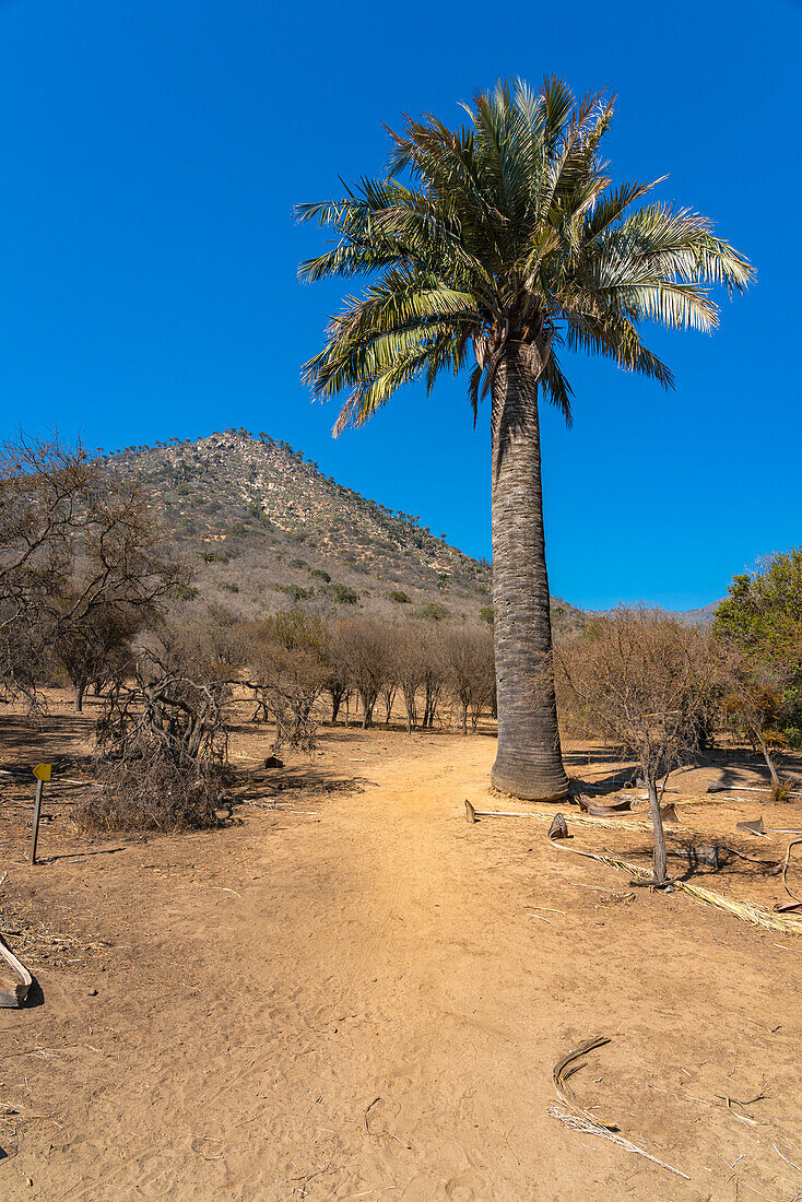 Native Chilean wine palm tree against mountain covered with palm trees, Sector Palmas de Ocoa, La Campana National Park, Cordillera De La Costa, Quillota Province, Valparaiso Region, Chile, South America