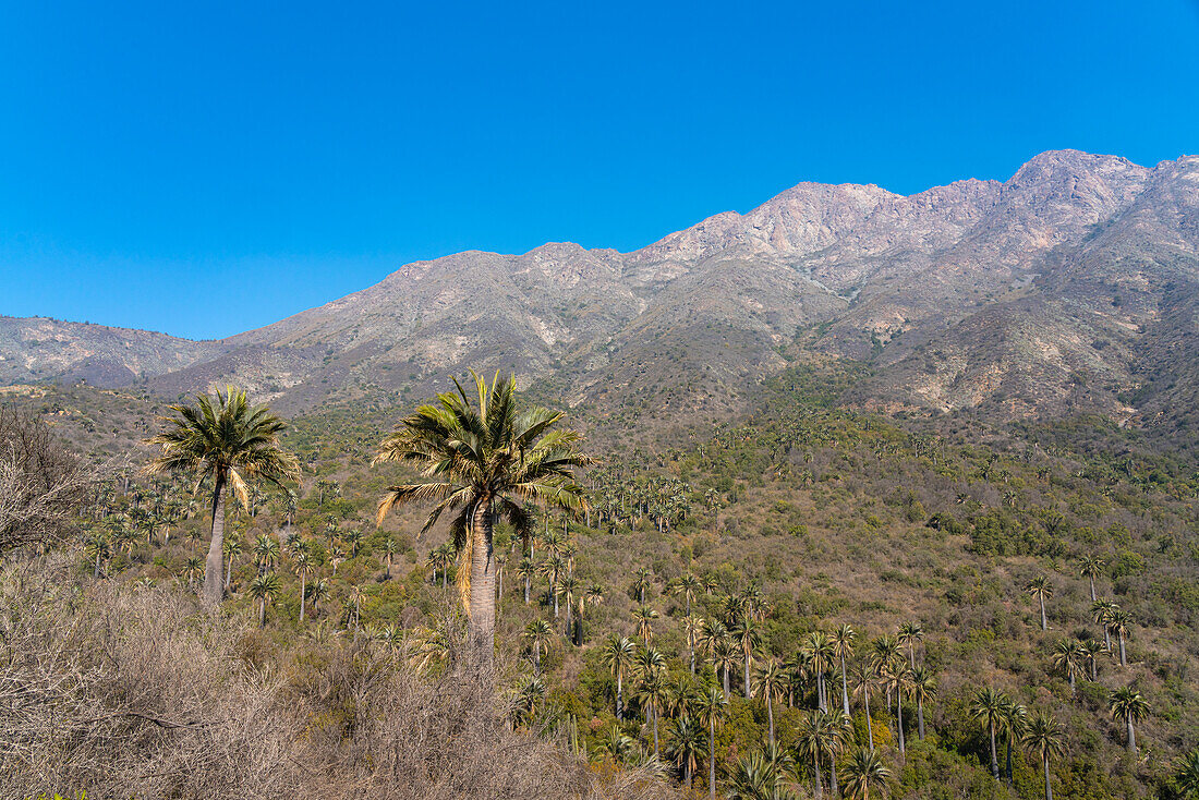 Chilenische Palmen vor dem Cerro La Campana im Sektor Palmas de Ocoa, Nationalpark La Campana, Cordillera De La Costa, Provinz Quillota, Region Valparaiso, Chile, Südamerika