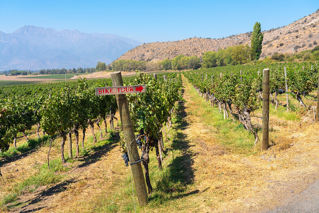 Vineyards with The Andes mountains on horizon, Haras de Pirque winery, Pirque, Maipo Valley, Cordillera Province, Santiago Metropolitan Region, Chile, South America