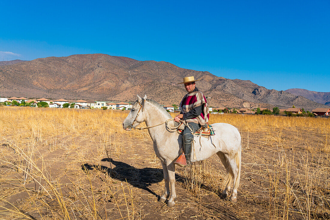 Traditionally dressed huaso riding horse on field, Colina, Chacabuco Province, Santiago Metropolitan Region, Chile, South America