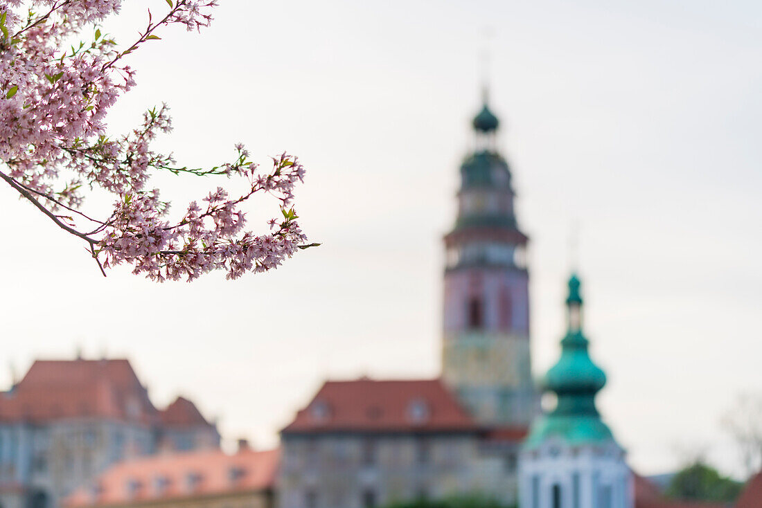 Zweig mit rosa Blüten im Frühling mit Türmen der St. Jost-Kirche und der St. Veits-Kirche im Hintergrund, UNESCO-Weltkulturerbe, Cesky Krumlov, Tschechische Republik (Tschechien), Europa