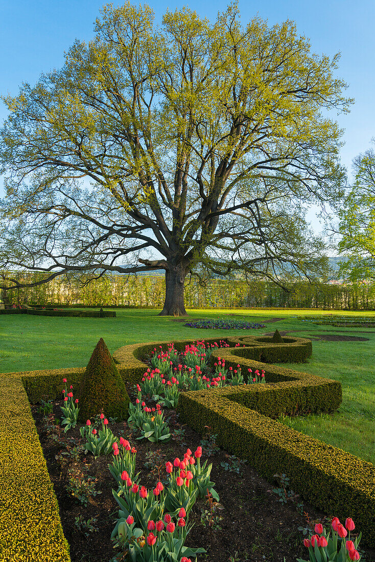 Baum und Tulpen im Schlossgarten (Zamecky-Park), Cesky Krumlov, Tschechische Republik (Tschechien), Europa