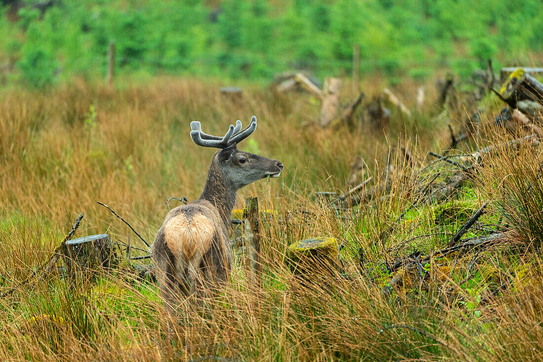 Female Red deer (Cervus Elaphus) on grassland, Glencoe, Scottish Highlands, Scotland, United Kingdom, Europe