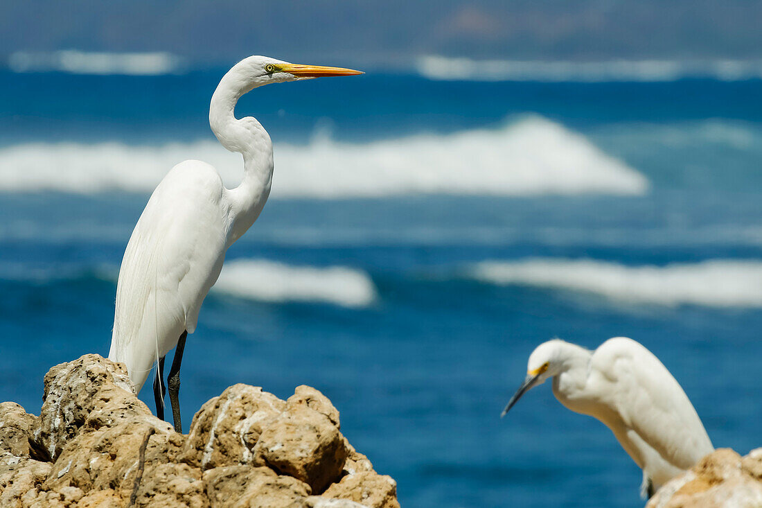 Great Egret (Ardea alba) on left and little egret (Egretta garzetta) at Nosara Beach and river mouth, Nosara, Guanacaste, Costa Rica, Central America