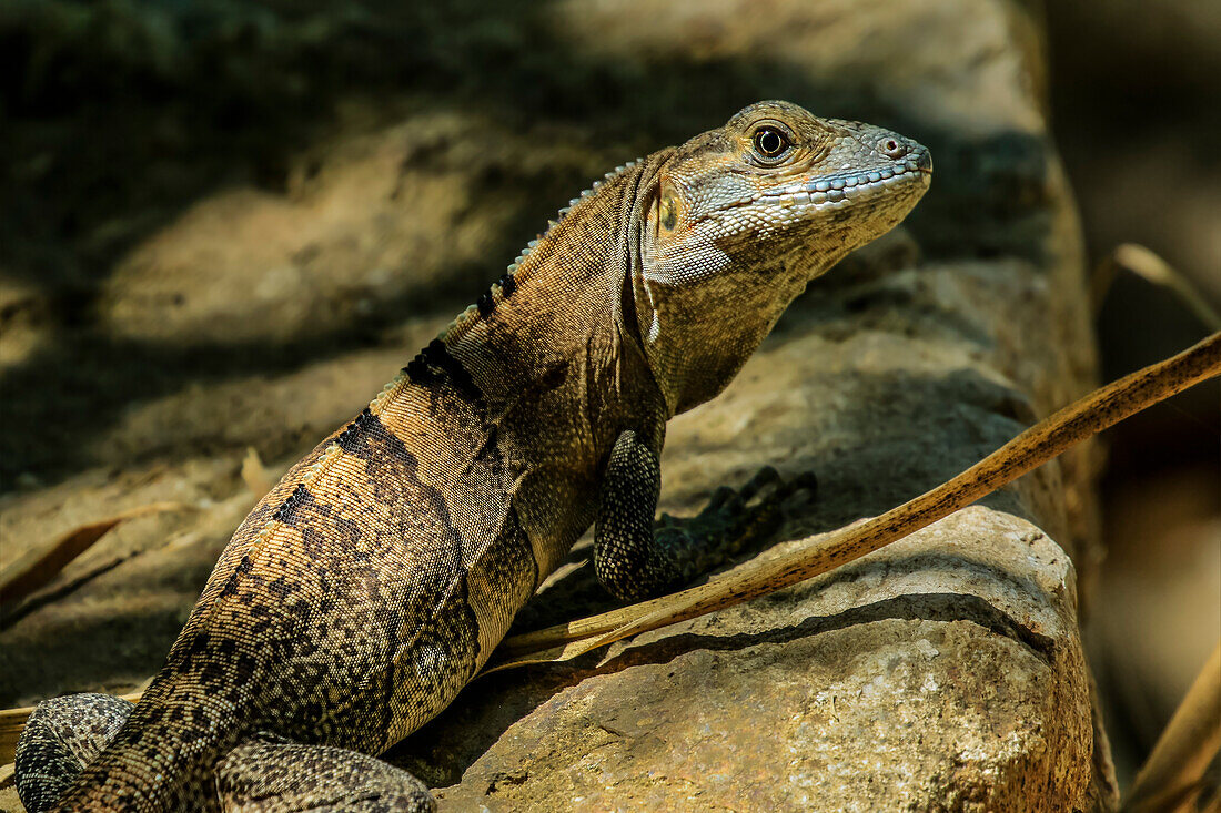 Ctenosaur (Black Spinytail Iguana) (Ctenosaura similis) a common large lizard, Nosara, Guanacaste Province, Costa Rica, Central America