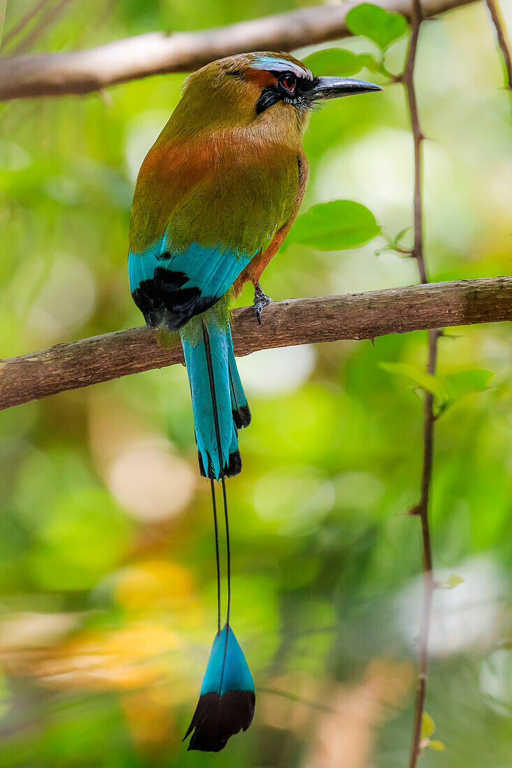 Guardabarranco (turquoise-browed motmot), national bird of Nicaragua, in the Biological Reserve, Nosara, Guanacaste, Costa Rica, Central America