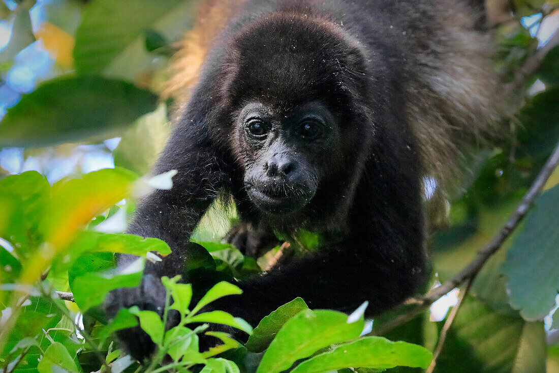 Mantelbrüllaffe (Alouatta palliata), benannt nach seinem Ruf, frisst Blätter im Baum, Nosara, Provinz Guanacaste, Costa Rica, Mittelamerika