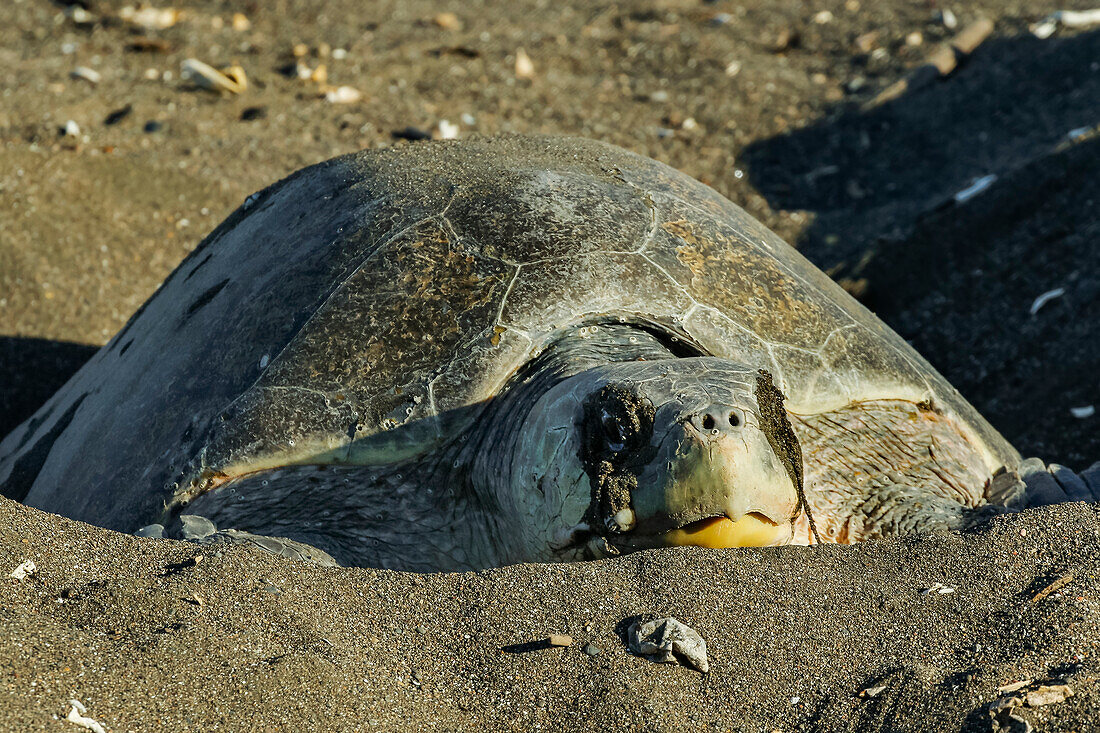 Olive Ridley-Schildkröte gräbt ihr Nest in der Sonne an diesem wichtigen Strandrefugium, Playa Ostional, Nicoya-Halbinsel, Guanacaste, Costa Rica, Mittelamerika