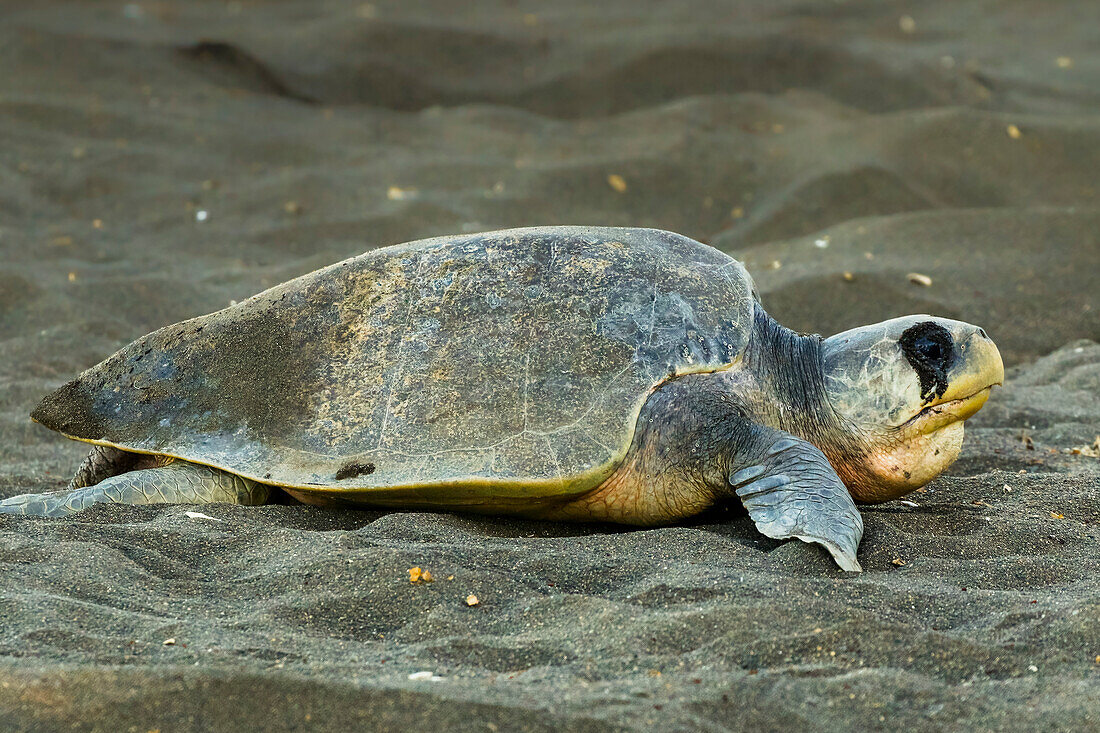 Olive Ridley turtle leaves after nesting at this crucial beach refuge, Playa Ostional, Nicoya Peninsula, Guanacaste, Costa Rica, Central America