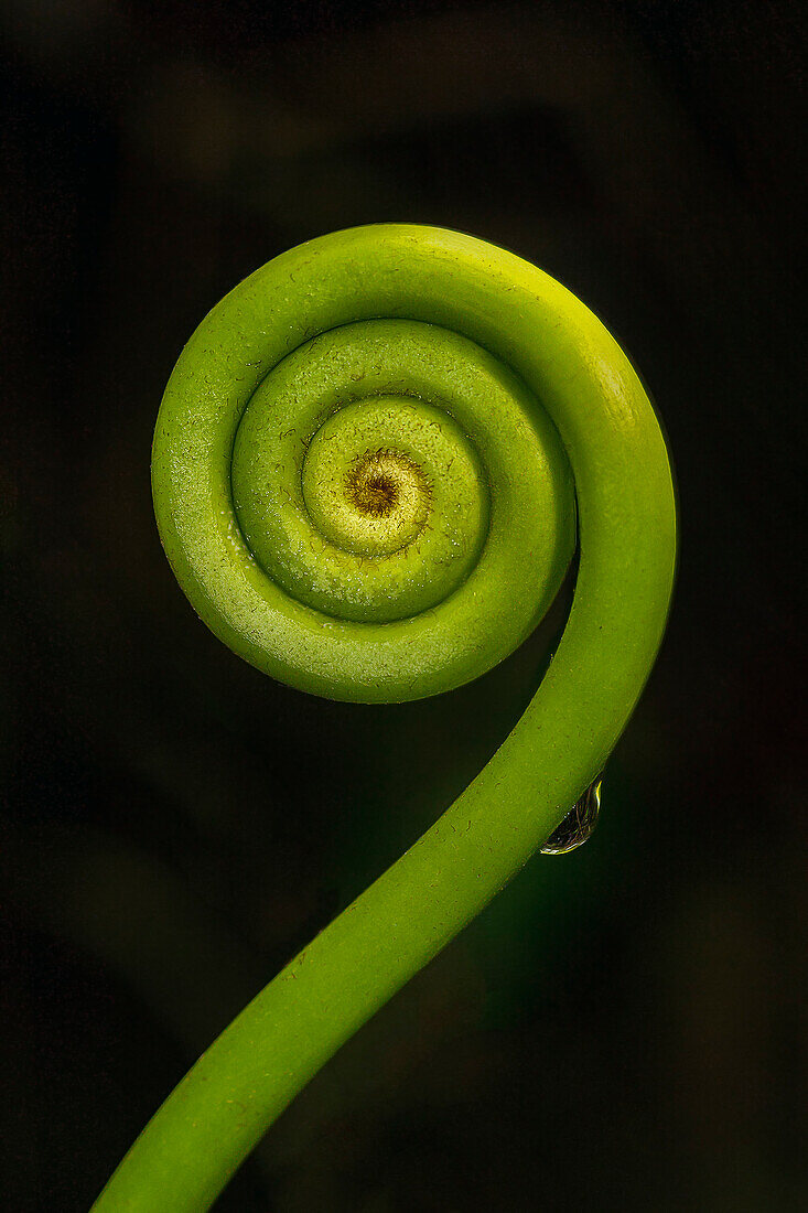 Eng gewundener Farnwedel (Fiddlehead) im Regenwald auf dem Vulkan Tenorio, Nationalpark Volcan Tenorio, Alajuela, Costa Rica, Mittelamerika