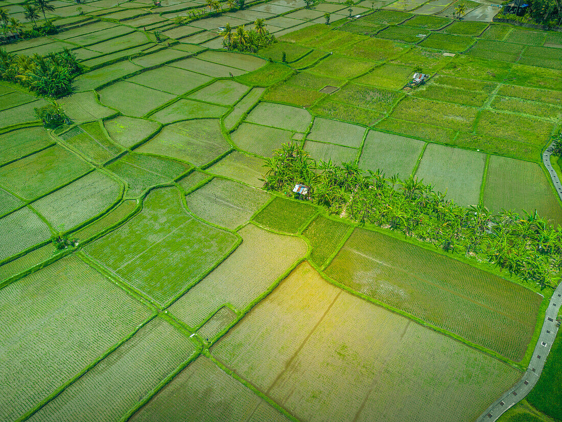 Luftaufnahme von Kajeng Rice Field, Gianyar Regency, Bali, Indonesien, Südostasien, Asien
