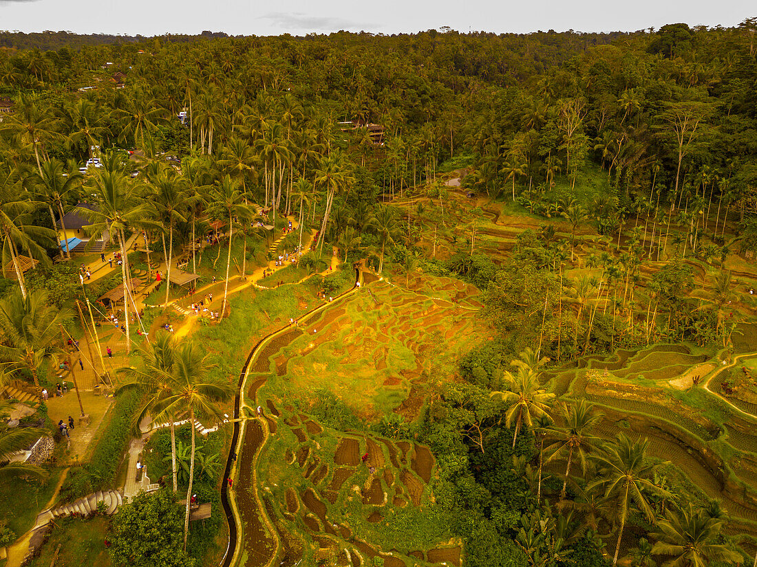 Luftaufnahme der Tegallalang Reisterrasse, UNESCO Weltkulturerbe, Tegallalang, Kabupaten Gianyar, Bali, Indonesien, Südostasien, Asien
